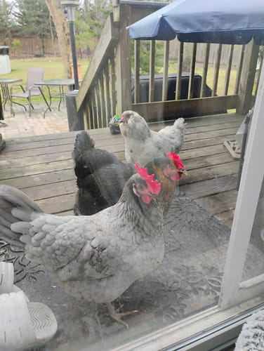 Customer photo review of GrubTerra Dried Larvae Sample FREE