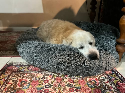 Customer photo review of PaWz Removable Cover Calming Pet Bed
