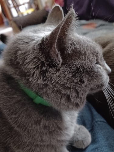 Customer photo review of FurLife™ - 8 Months Flea and Tick Collar for Cats