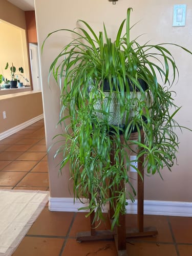 Customer photo review of Plant Food