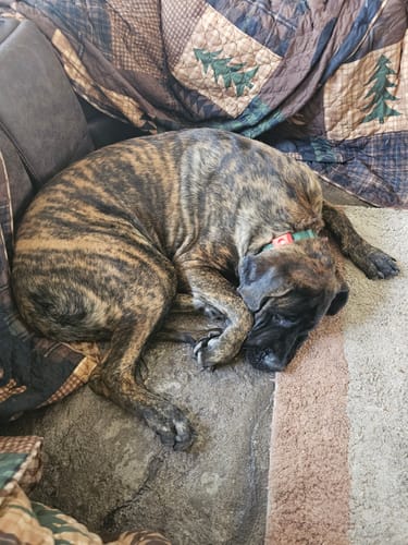 Customer photo review of FurLife™ 12 Months Flea and Tick Free
