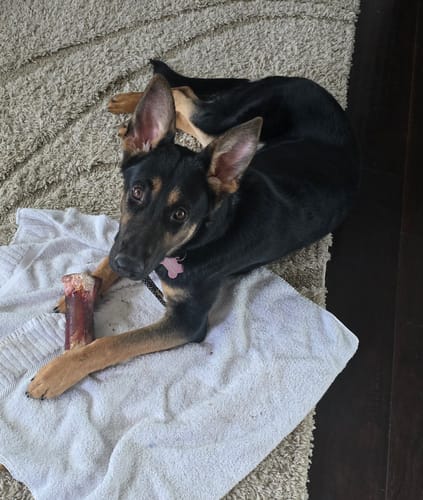 Customer photo review of Smoked Beef Marrow Bone