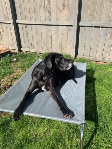 Customer photo review of HiK9 Bed with Grey Mesh Cover