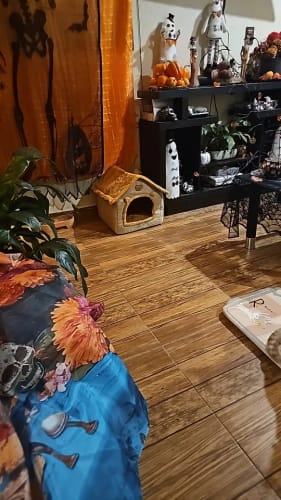 Customer photo review of Foldable Pet House Removable Washable Cat House Puppy Cave Sofa Pet Bed House for Extra Small Dogs and Small and Medium Cats