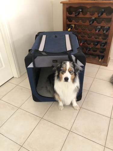 Customer photo review of Pawz Pet Carrier