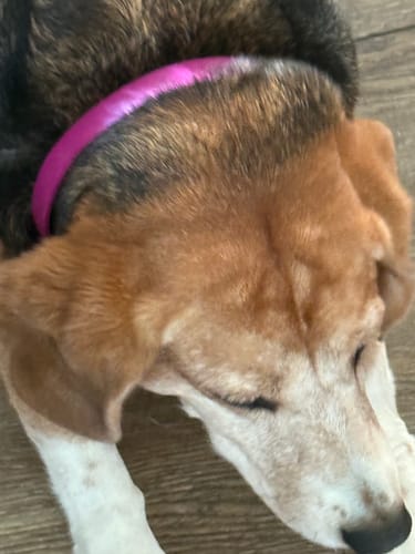 Customer photo review of FurLife™ 8 Months Flea and Tick Free
