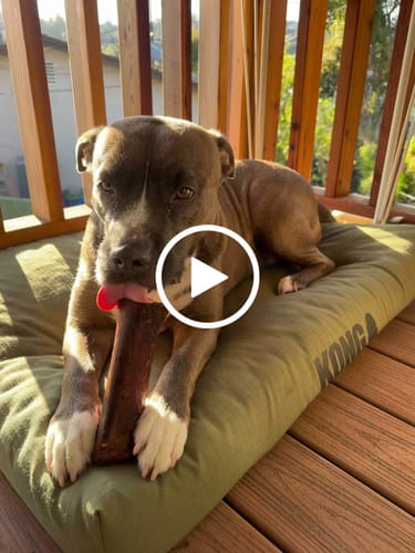Customer video review of Large Dog Black Friday Bundle II (4x 5oz Jerky Bags + 4x LARGE Smoked Marrow Bones)