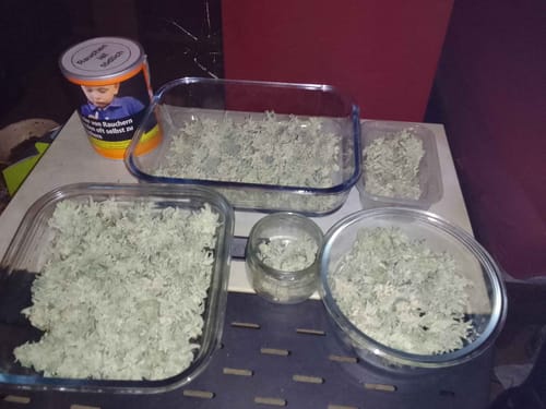 Customer photo review of Insanity OG 30% THC - Feminisiert