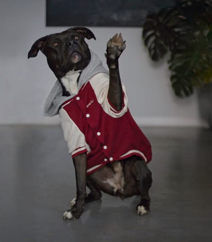 Customer photo review of Dog Varsity Jacket - Red