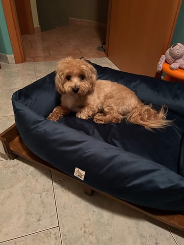 Customer photo review of Cover Divanetto Velluto Ottanio