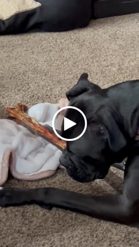 Customer video review of Ostrich Long Bone (19" x 3.5"): The Ultimate Challenge for Medium, Large & Extra-Large Dogs