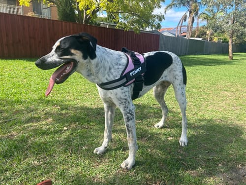 Customer photo review of Dogs Harness Australia With Name