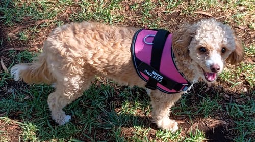 Customer photo review of No Pull Dog Harness Australia