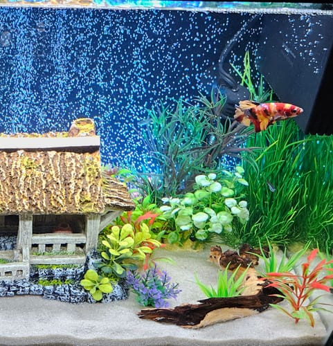 Customer photo review of King Giant Plakat Male Betta Fish | You Pick Fish | High Grade