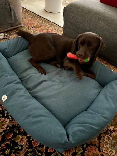 Customer photo review of Divanetto Mattias Grigio Chiaro (Soft Touch)