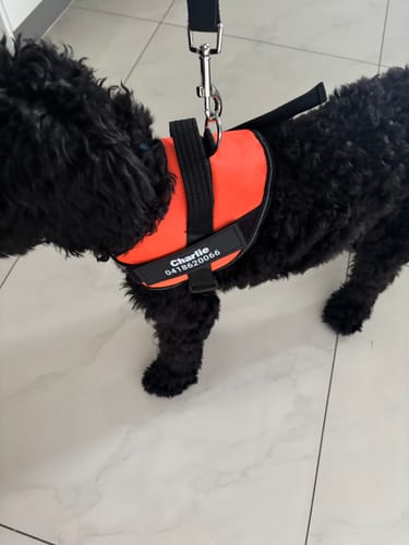 Customer photo review of No Pull Dog Harness Australia