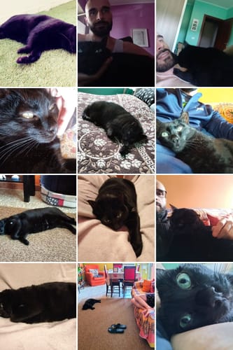 Customer photo review of Abbonamento Gatto formula Pesce Azzurro