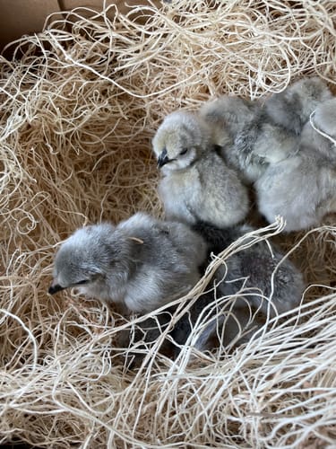 Customer photo review of Lavender Silkie Chick (Unsexed)