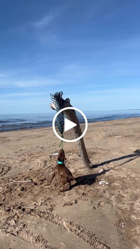 Jekaterina I. review of 5cm Combat® Collar | With Handle & Secure Clip - Turquoise image 1 out of 1