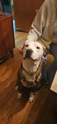 Customer photo review of FurLife™ 12 Months Flea and Tick Free