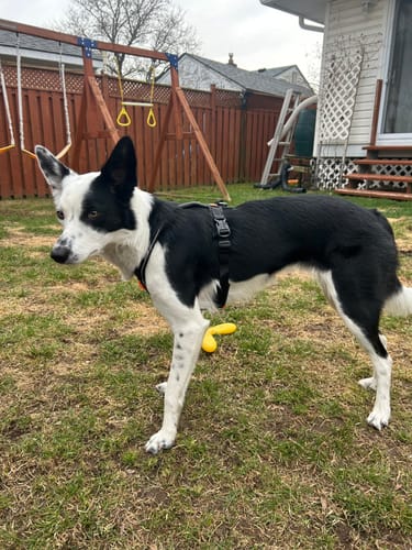 Customer photo review of Non-Stop Dogwear Line Harness 5.0