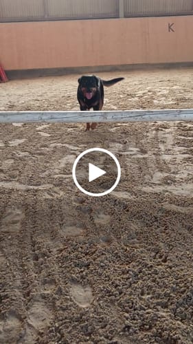 Kundenbewertung mit Video zu Gelenk Komplex - Natürlich bei Gelenkproblemen – Unterstütze deinen Hund mit einer hochwirksamen Wirkstoffformel!
