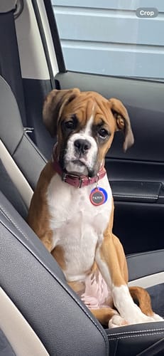 Customer photo review of Hand Made Leather Dog Collar - Classic Dusky Pink (Slim Fit) - On Sale