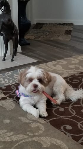 Customer photo review of Erik's Mystery Chew FREE