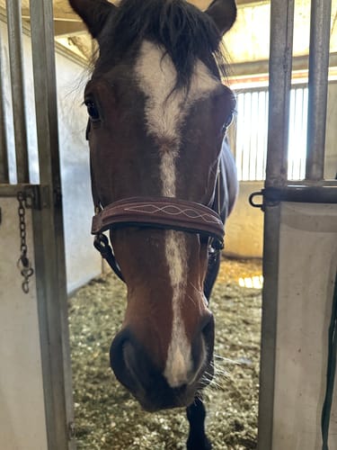 Customer photo review of Derby Custom Leather Halter