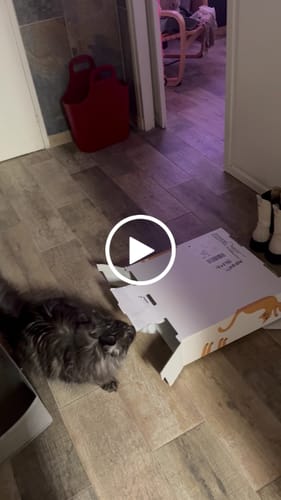 Avis vidéo d'un client sur Croquettes Maine Coon Stérilisé Sans Céréales - Poulet