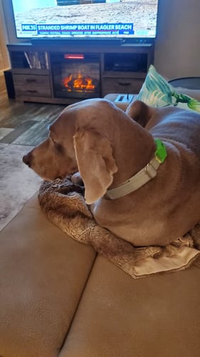 Customer photo review of FurLife™ 12 Months Flea and Tick Free