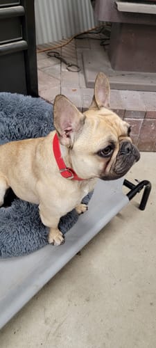 Customer photo review of Secure ID Collar Pro