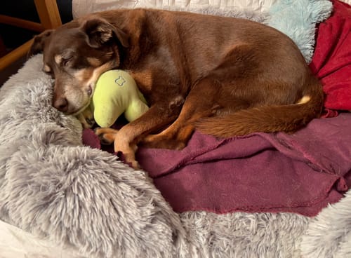 Customer photo review of PaWz Premium Pet Orthopaedic Bed