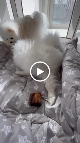 Customer video review of Smoked Beef Marrow Bone