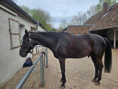 Customer photo review of Kristallkraft No1