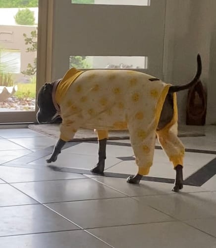Customer photo review of Dog Pajama - Sunshine