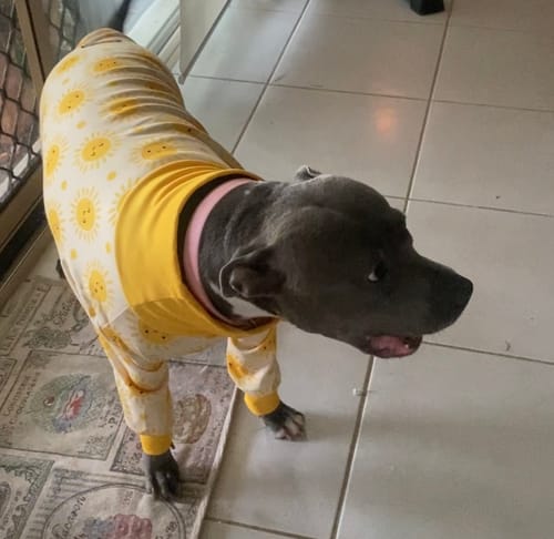 Customer photo review of Dog Pajama - Sunshine