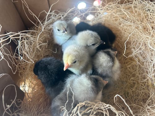Customer photo review of French White Marans "FLF New Imported Bloodline" Chick (Unsexed)