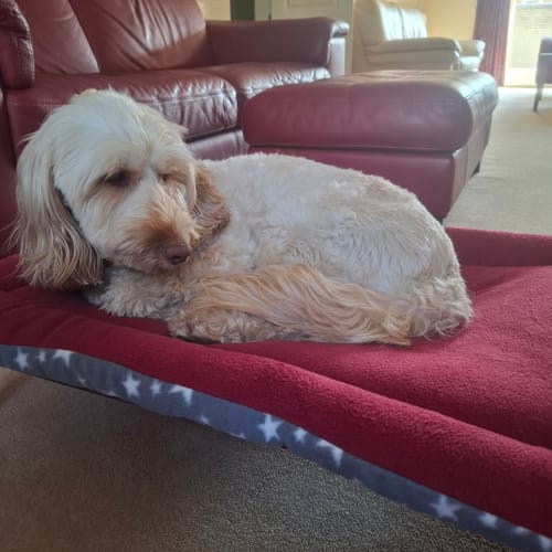 Customer photo review of Grey White Star & Mulberry Reversible Pad