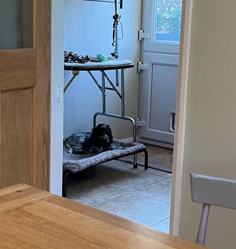 Customer photo review of HiK9 Bed with Olive Mesh Cover