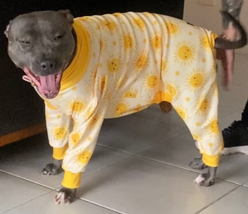 Customer photo review of Dog Pajama - Sunshine