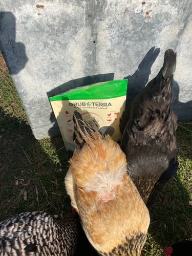 Customer photo review of GrubTerra Dried Larvae Sample