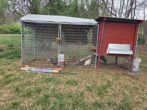 Customer photo review of Medium (34") Reversible Rollout Nest Box (Up to 32 Hens)