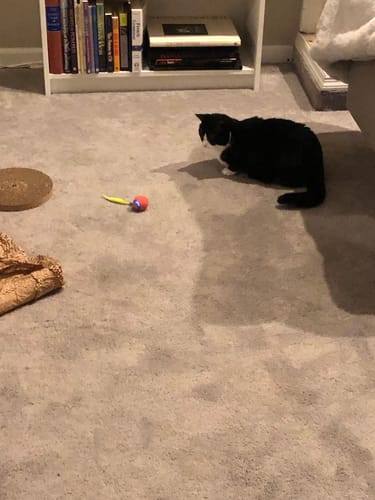 Christian F. review of SPEEDY TAIL 2.0 image 1 out of 3