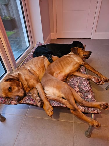 Customer photo review of HiK9 x MORRIS & CO Luxury Reversible Pad