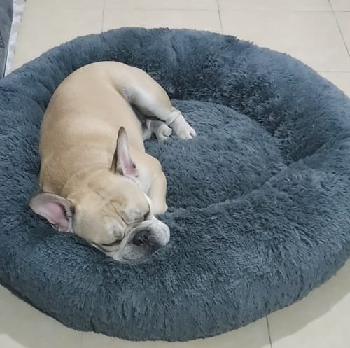 Customer photo review of Cama Antiestrés para Perros