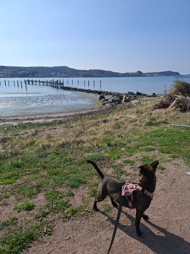 Veronica L. review of Active Harness | With Handle & Reflective - Pink image 1 out of 4