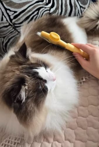 Customer photo review of SmartBrush™ – Brosse anti-poils morts
