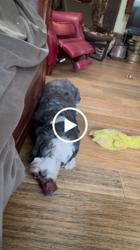 Customer video review of Smoked Beef Marrow Bone