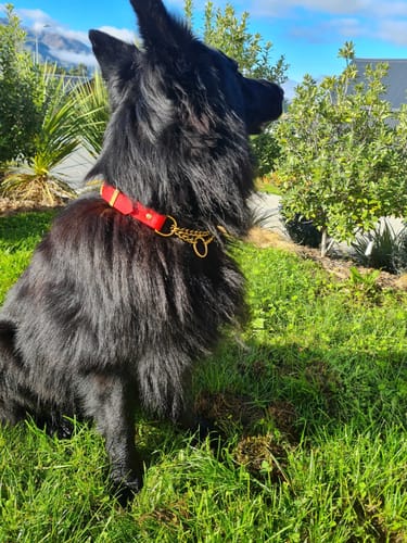 Customer photo review of Adjustable Martingale Collar - Waterproof BioThane® Custom Dog Collar